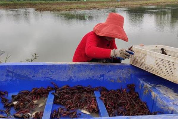 一畝小龍蝦一年賺多少