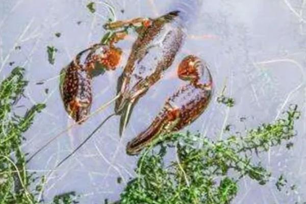 一畝小龍蝦一年賺多少