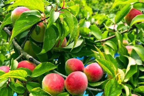 10畝桃樹一年利潤多少