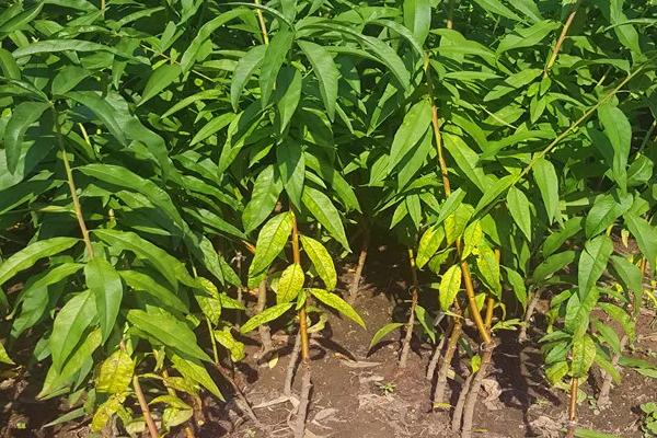 10畝桃樹一年利潤多少