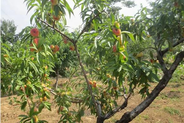 10畝桃樹一年利潤多少