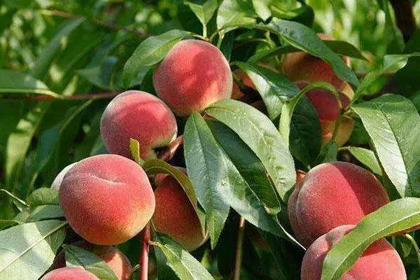 10畝桃樹一年利潤多少