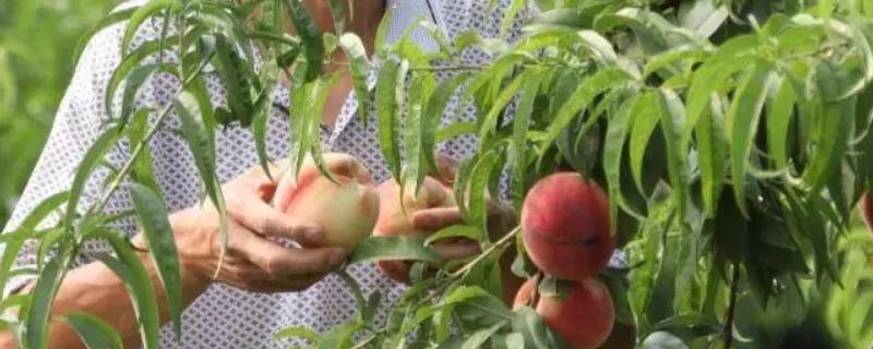 10畝桃樹(shù)一年利潤(rùn)多少