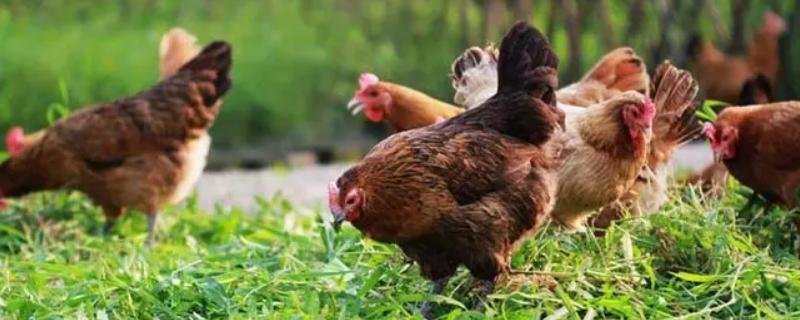 養土雞一只雞的利潤有多少