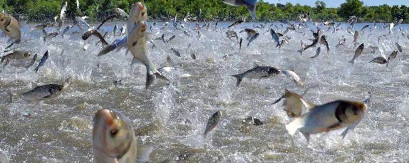 養魚的利潤與成本