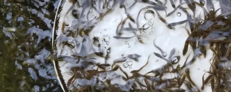 一年賺10萬需要養多少畝泥鰍