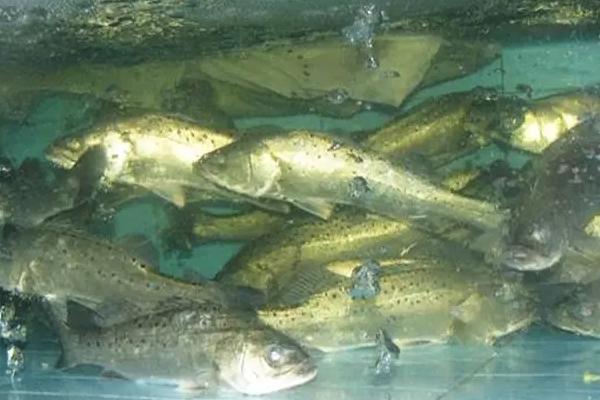 鱸魚養(yǎng)殖條件和成本