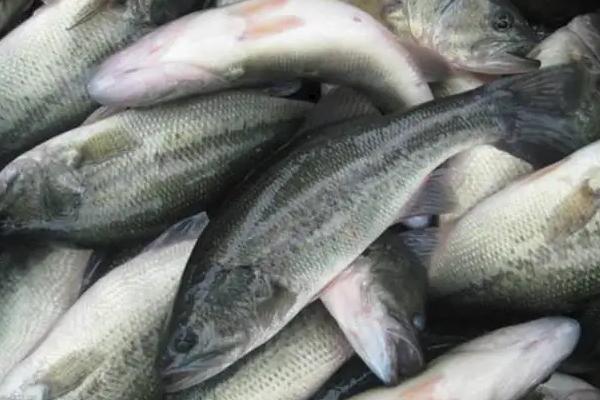 鱸魚養(yǎng)殖條件和成本