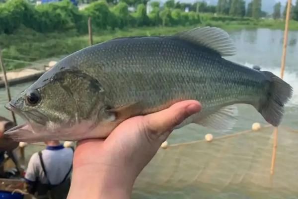 鱸魚養(yǎng)殖條件和成本