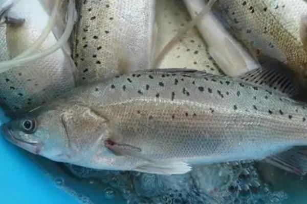 鱸魚養(yǎng)殖條件和成本