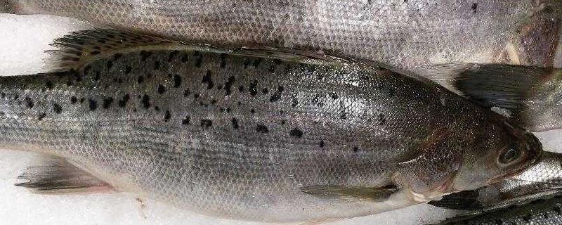 鱸魚(yú)養(yǎng)殖條件和成本