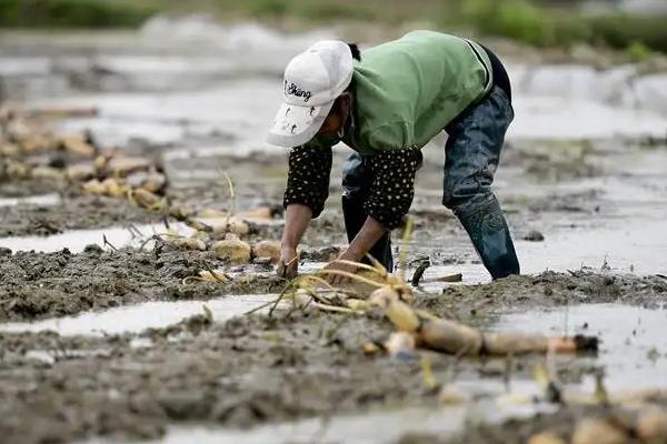 藕種植成本多少一畝