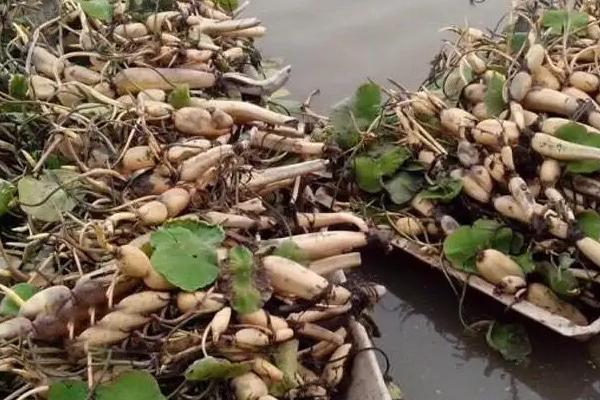 藕種植成本多少一畝