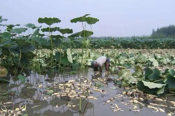 藕種植成本多少一畝