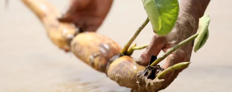 藕種植成本多少一畝