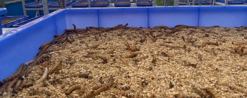 養殖蛋白蟲掙不掙錢