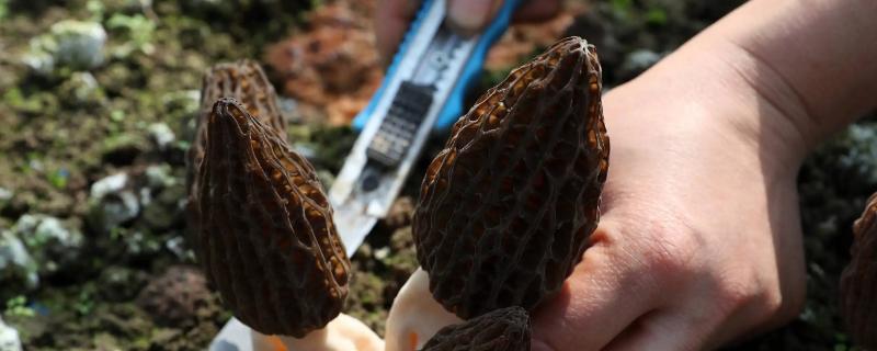 羊肚菌一畝的成本