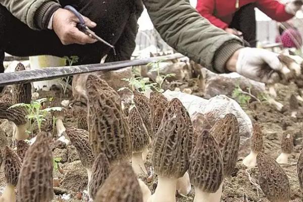 羊肚菌一畝的成本