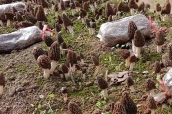 羊肚菌一畝的成本