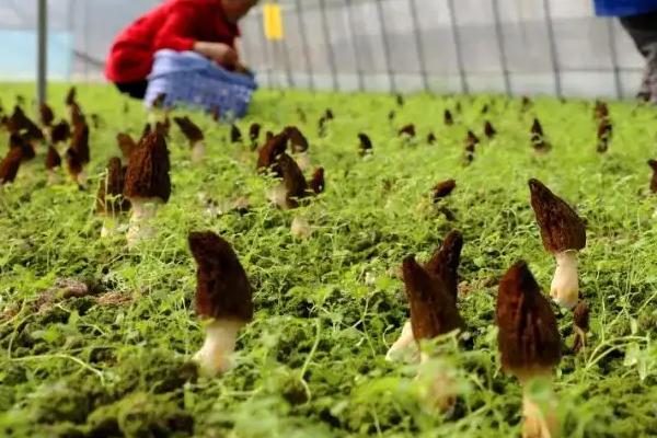 羊肚菌一畝的成本