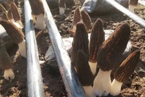 羊肚菌一畝的成本