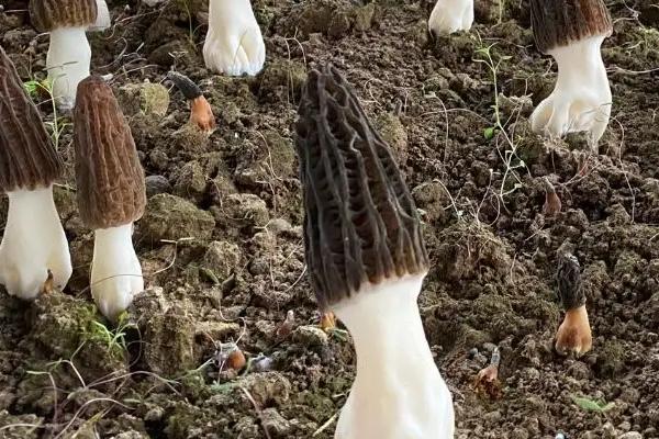 羊肚菌一畝的成本