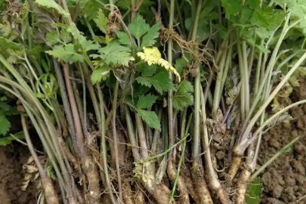 當歸種植技術及畝收益