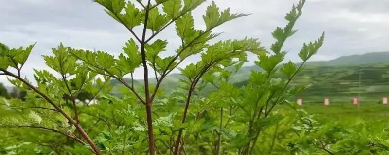 當歸種植技術及畝收益