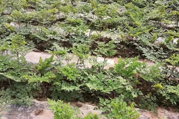 當歸種植技術及畝收益