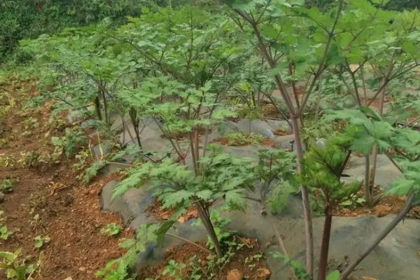 當歸種植技術及畝收益