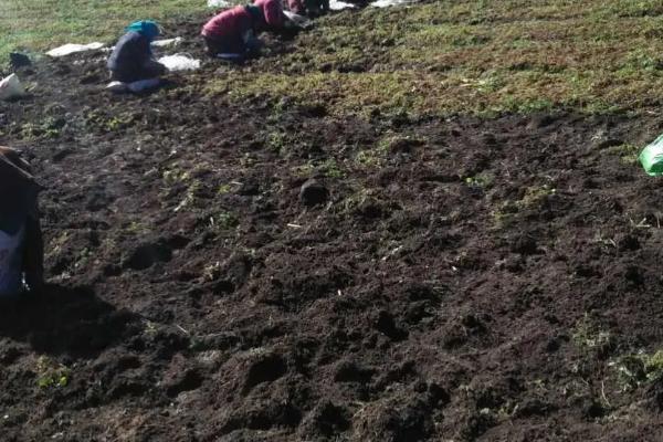 當歸種植技術及畝收益