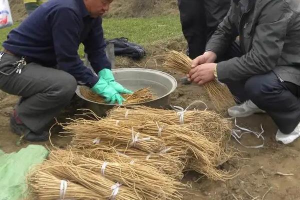 當歸種植技術及畝收益