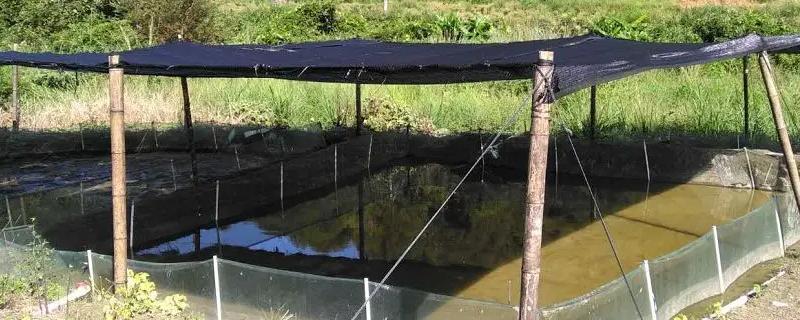 牛蛙養殖一畝多少成本